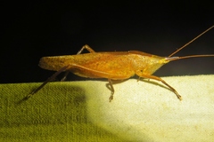 Pyrgocorypha rogersi