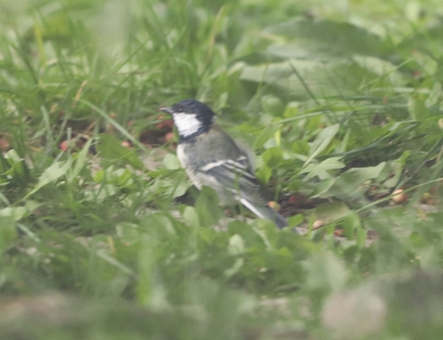 Asian Tit