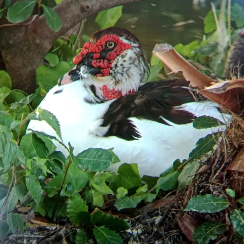 Domestic Muscovy Duck