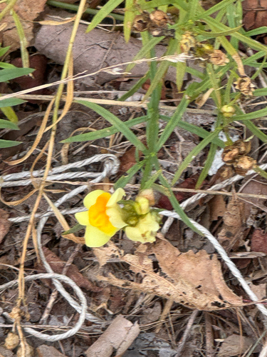 common toadflax
