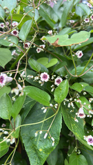 Paederia foetida, photograph (c) Jody Mask, some rights reserved (CC BY)