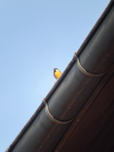 Great Tit