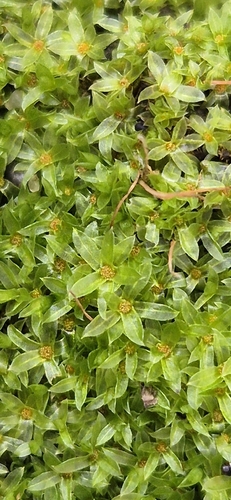 Bonfire moss