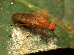 Suillia quinquepunctata