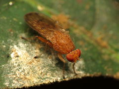 Suillia quinquepunctata