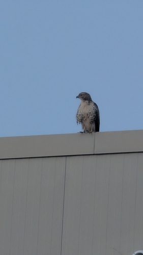 Red-tailed Hawk