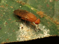 Suillia quinquepunctata