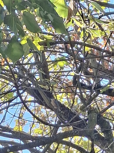 Eurasian Nuthatch