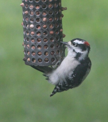 Downy Woodpecker