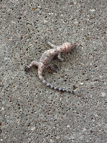 Mediterranean House Gecko
