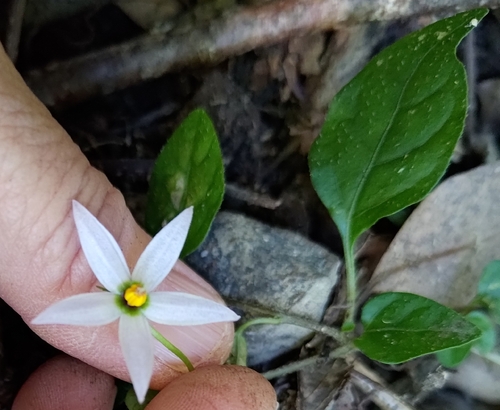 Lycianthes lysimachioides observed 2026-09-25