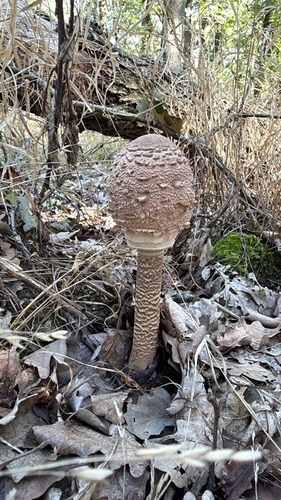 Parasol