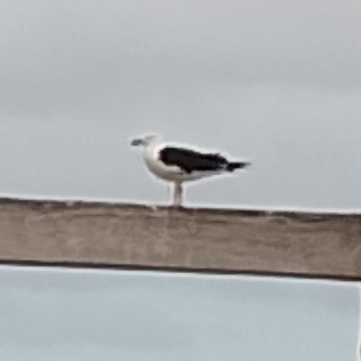 Pacific Gull