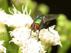 Lucilia illustris