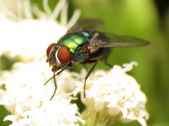 Lucilia illustris