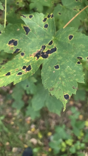Black Tar Spot