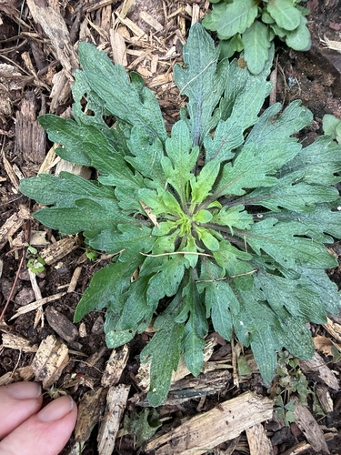 horseweed