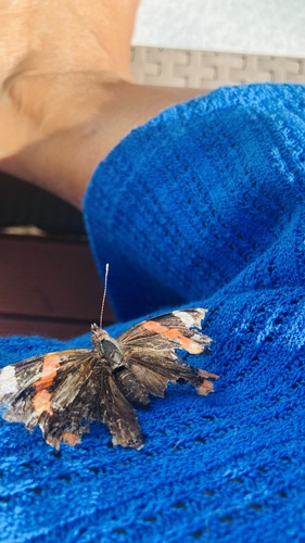 Red Admiral