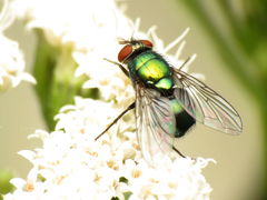 Lucilia illustris