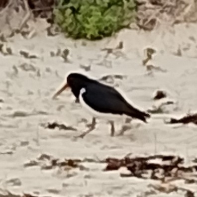 Pied Oystercatcher