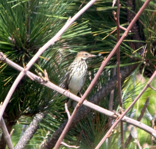 Pechora Pipit