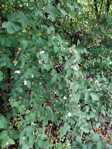 Common Snowberry
