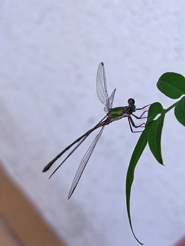 Western Willow Spreadwing