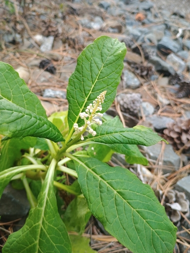 Indian Pokeweed
