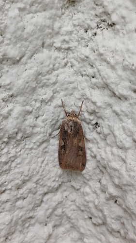 Setaceous Hebrew Character