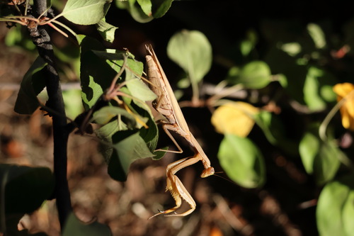 European Mantis