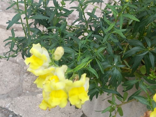 Snapdragon