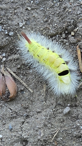 Pale Tussock Moth