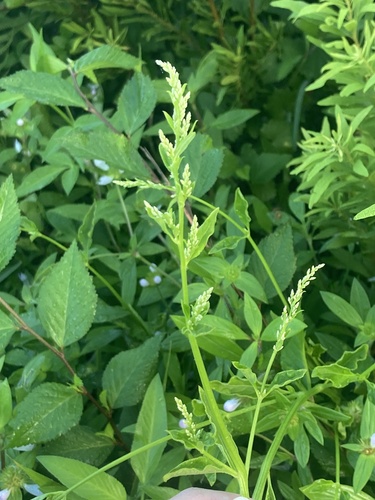 Iresine diffusa