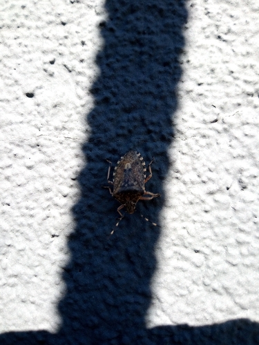 Mottled Stink Bug