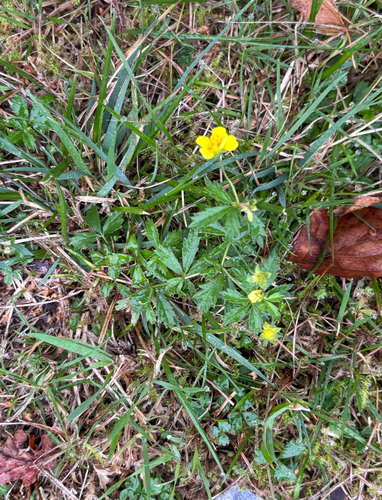 Potentilla erecta, photograph 2