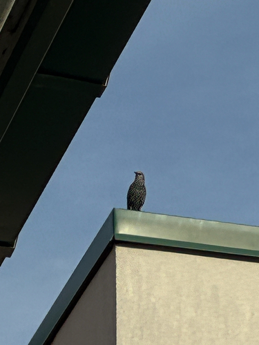 European Starling