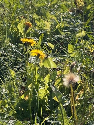 Common Brimstone