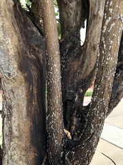 Eriococcus lagerstroemiae