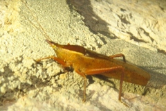 Pyrgocorypha rogersi