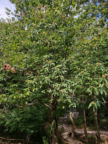 Sweet Chestnut