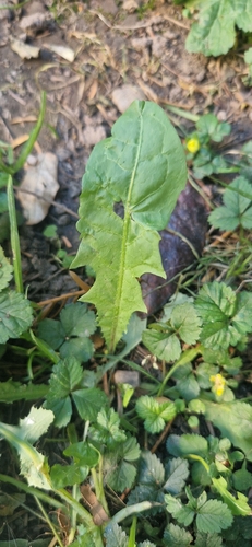 common dandelion