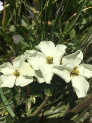 Erysimum concinnum