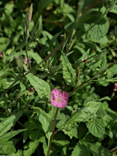 rose evening primrose