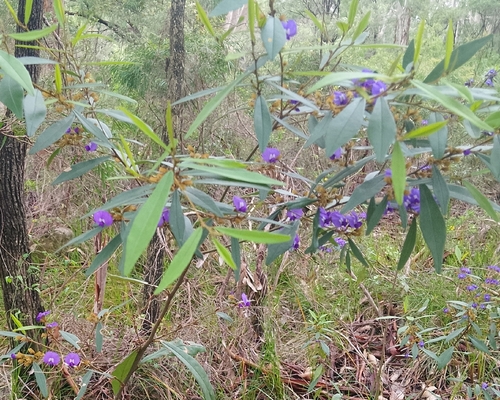 Tree Hovea