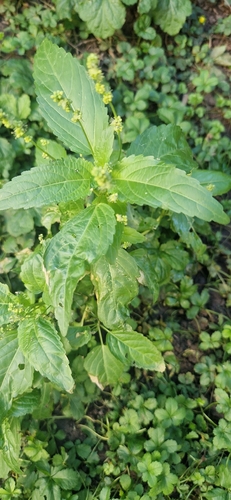 Annual mercury