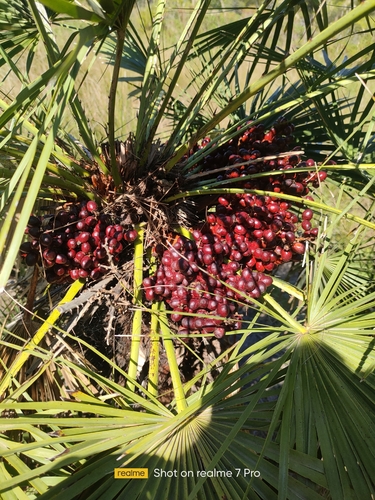 Mediterranean fan palm