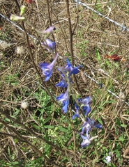 Delphinium carolinianum