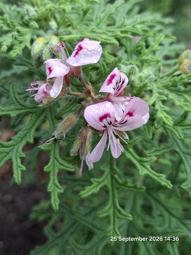 Pelargonium radens
