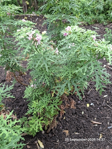Pelargonium radens, photograph 2