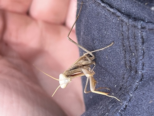 Eight-spot Mantis